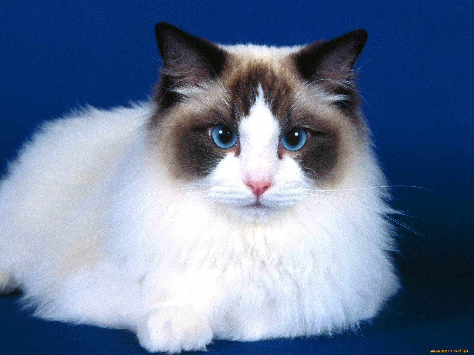 ashur, seal, bi, color, ragdoll, , 
